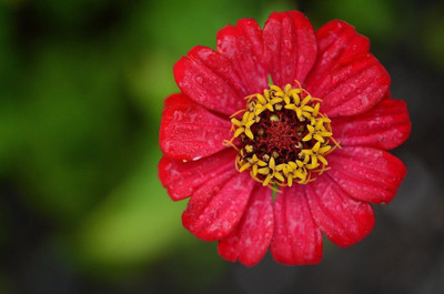 Paudha Zinnia Red Seed(41 per packet)