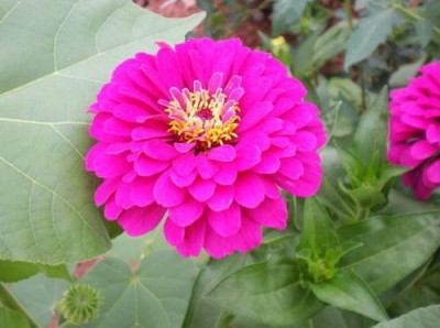 Paudha Zinnia Purple Seed(17 per packet)