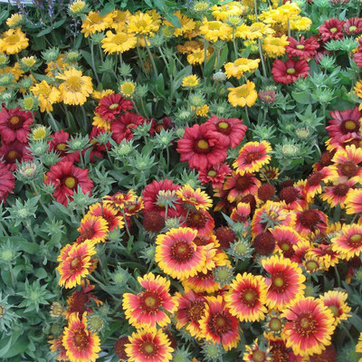 XOLDA Gallardia Mixed Seed(33 per packet)