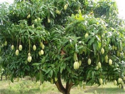 Entacloo Mango Plant(Hybrid, Pack of 1)