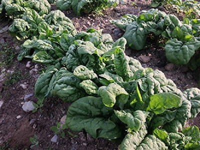 Sjeme Emperor Spinach / Palak seed Seed(65 per packet)