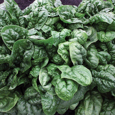 Sjeme Avon Spinach / Palak seed Seed(65 per packet)