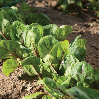 Sjeme Red kitten Spinach / Palak seed Seed(70 per packet)