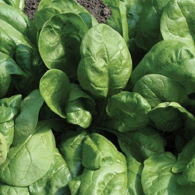 Sjeme Regiment Spinach / Palak seed Seed(65 per packet)