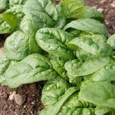 Sjeme Tasman Spinach / Palak seed Seed(50 per packet)