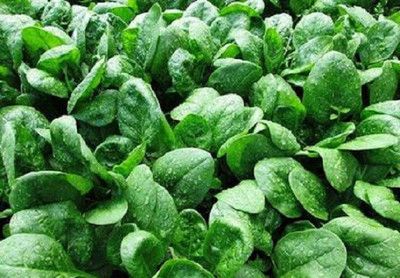 Sjeme Catalina Spinach / Palak seed Seed(10 per packet)