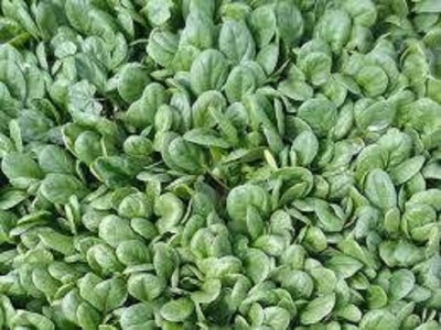 Sjeme Semi-savoy Spinach / Palak seed Seed(300 per packet)