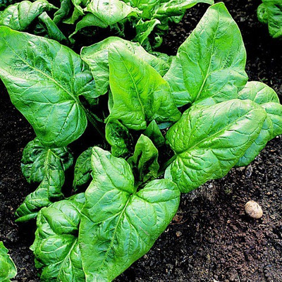 Sjeme Palco Spinach / Palak seed Seed(110 per packet)
