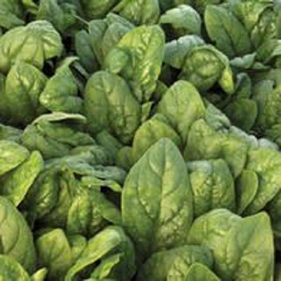 Sjeme Crocodile Spinach / Palak seed Seed(20 per packet)