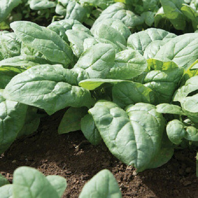 Sjeme Kolibri Spinach / Palak seed Seed(60 per packet)