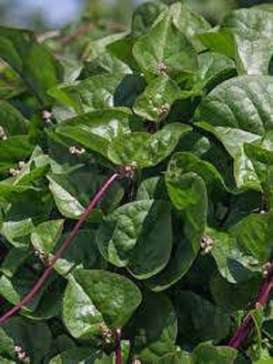 Sjeme Malabar Spinach / Palak seed Seed(110 per packet)