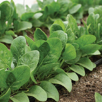 Sjeme Smooth-leafed Spinach/Palak seed Seed(110 per packet)