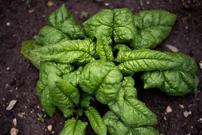 Sjeme Tyee Spinach / Palak seed Seed(10 per packet)