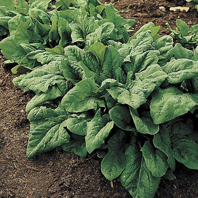Sjeme Renejade Spinach / Palak seed Seed(65 per packet)