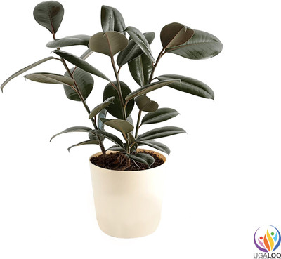 EarthAngel Rubber Tree(Hybrid, Pack of 1)