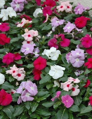 FRESHO Vinca Dwarf Mix Seed(100 per packet)