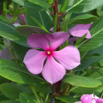 Paudha Vinca nana rose/sada bahar Seed(13 per packet)