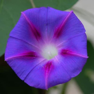 Paudha Morning Glory Mixed Seed(48 per packet)