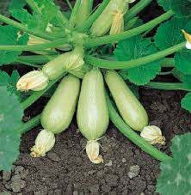 Sjeme Clarion F1 Zucchini Seed(10 per packet)