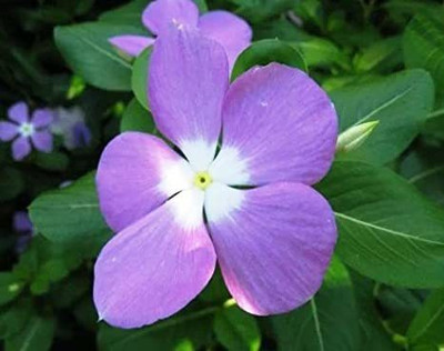 Paudha Vinca nana rose/sada bahar Seed(10 per packet)
