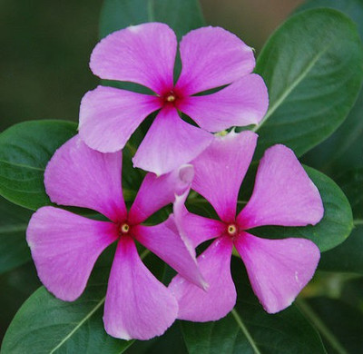 Jevik Vinca nana rose/sada bahar Seed(43 per packet)