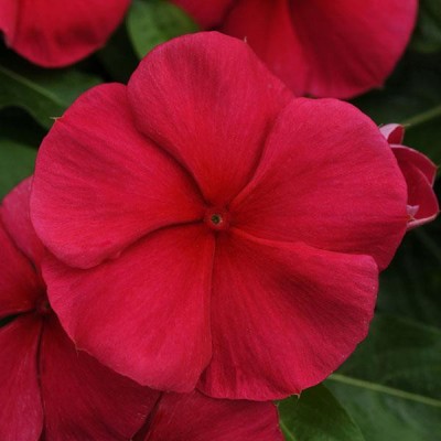 Paudha Vinca Deep red /sada bahar Seed(10 per packet)