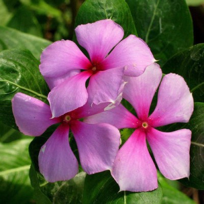 Paudha Vinca nana rose/sada bahar Seed(25 per packet)