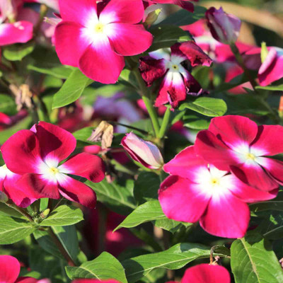 Paudha Vinca Deep red /sada bahar Seed(10 per packet)