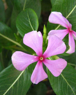 Paudha Vinca nana rose/sada bahar Seed(18 per packet)
