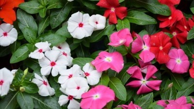 Paudha Vinca nana rose/sada bahar Seed(15 per packet)