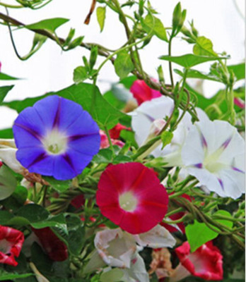 Paudha Morning Glory Mixed Seed(40 per packet)
