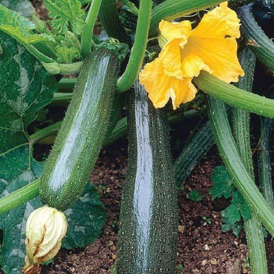 Sjeme Defender F1 Zucchini Seed(10 per packet)