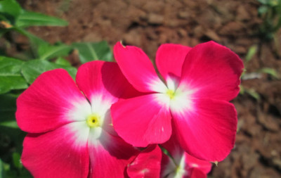 Paudha Vinca nana rose/sada bahar Seed(48 per packet)