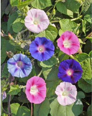 Paudha Morning Glory Mixed Seed(40 per packet)