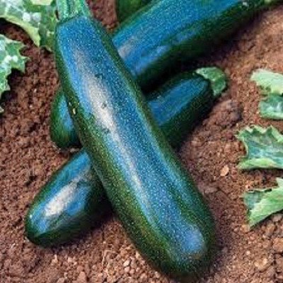 Sjeme Hybrid Zucchini Seed(15 per packet)