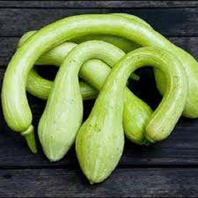 Sjeme Tromboncino Zucchini Seed(10 per packet)