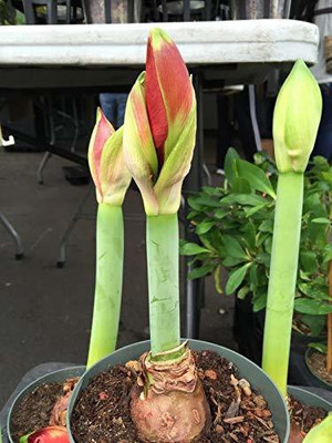 Bahan Traders Amaryllis lily flower bulbs Seed(5 per packet)