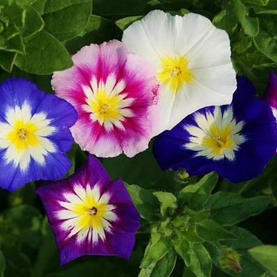 seedagro Morning Glory Mixed Seed(100 per packet)