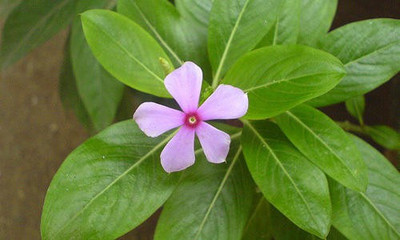 Paudha Vinca nana rose/sada bahar Seed(35 per packet)