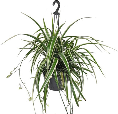 Grinian Spider Plant(Hybrid, Pack of 1)