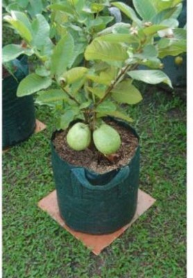 Entacloo Guava Plant(Hybrid, Pack of 1)