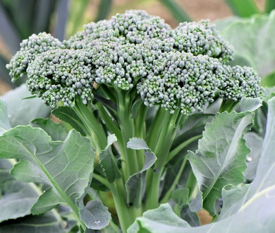 LYRS Broccoli Seed(400 per packet)