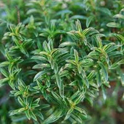 Airex WINTER SAVORY HERB SEEDS (PACK OF 50 SEEDS X 9 PACKET Seed(450 per packet)