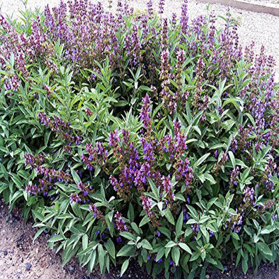 Airex SAGE HERB SEEDS (PACK OF 50 SEEDS X 2 PACKET Seed(100 per packet)