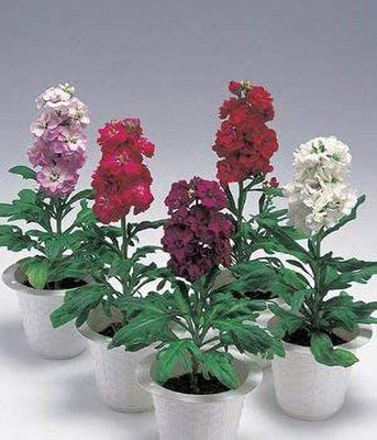 VibeX GBPT-49-Seeds of Harmony Mix Stocks IP109 (Matthiola Icana) Seed(20 per packet)