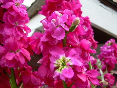 CYBEXIS Dwarf Stock Flowers Seed, Scented, Matthiola Incana Ten Week Deep Rose Seed(50 per packet)