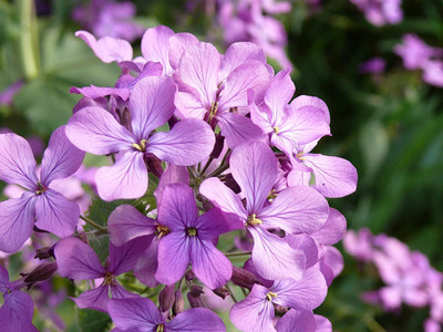 CYBEXIS Night Scented Stock Seeds - Matthiola Bicornis Seed(50 per packet)