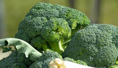 sporos BROCCOLI Seed(20 per packet)