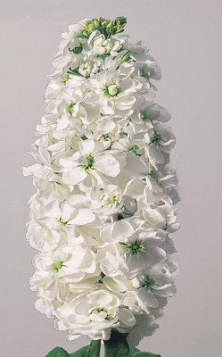 CYBEXIS F1 Hybrid Stock (Matthiola Incana Ten Week White) Seed(50 per packet)