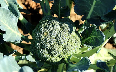 sporos BROCCOLI Seed(20 per packet)